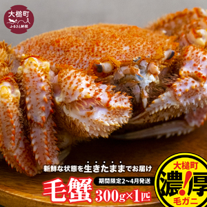 【令和9年発送】三陸産！活毛ガニ 300g相当×2杯【08】【2027年2月～4月発送】