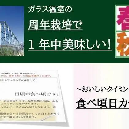 メロン 12ヶ月 定期便 クラウン 白上級 1玉入 メロン
