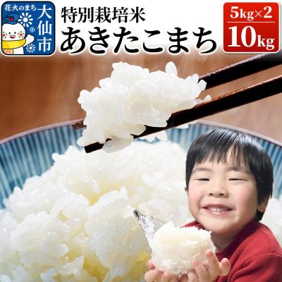 ふるさと納税 大仙市 米 令和7年産【特別栽培米】あきたこまち【精米】10kg(5kg×2)|22_oks-111001