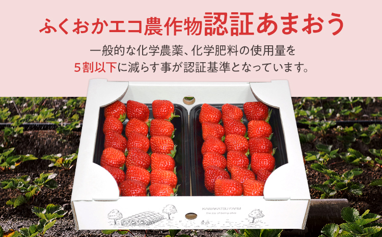 ふくおかエコ農作物認証あまおう M～Lサイズ 2箱セット あまおう イチゴ 苺 いちご フルーツ 果物 くだもの 福岡県産 お取り寄せグルメ お取り寄せ 福岡 お土産 九州 福岡土産 取り寄せ グルメ