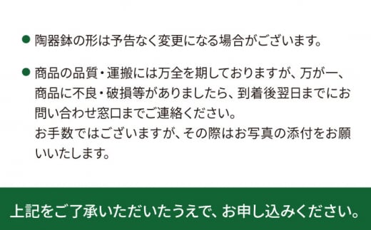 緑、白、赤の色合いが絶妙！『 ストロマンテ ・ トリオスター 』 糸島市 / cocoha [AWB019] インテリア 観葉植物 おしゃれ