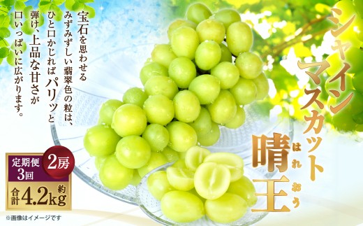 [HS]【3回定期便】温室・露地 シャインマスカット 晴王 2房（合計約1.4kg）【2026年7月上旬～9月下旬発送予定】マスカット 葡萄 ぶどう ブドウ フルーツ 果物 くだもの デザート 冷蔵 岡山県 倉敷市