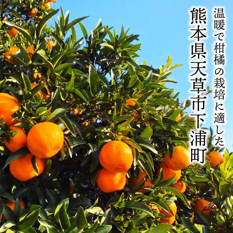 S117-001A_熟成完熟！天草ぽんかん　特選　約3kg（18玉）1月発送〈先行受付〉
