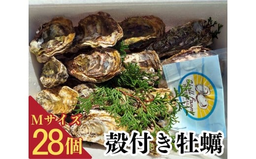 牡蠣 殻付き 加熱用 28個 Mサイズ 冷蔵 真牡蠣 牡蠣 かき カキ 貝 魚介 魚貝 海鮮 魚介類 魚貝類 つまみ BBQ バーベキュー 料理 カキフライ オイスター おつまみ お弁当 おかず 惣菜 グラタン ごはん 牡蠣鍋 シェルファームみつなが 伊勢 志摩 三重県 南伊勢町 20000円 20000円以下 2万円以下