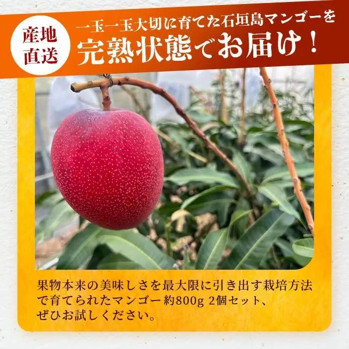 【先行予約】3Lサイズ 石垣島マンゴー 2玉約800g　TF-5-1_R8