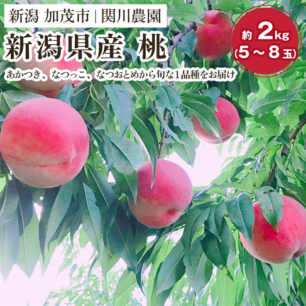 【ふるさと納税】【2025年先行予約】新潟県産 桃 約2kg（5～8玉）《7月下旬以降発送》もも ピーチ 果物 フルーツギフト 夏の味覚 加茂市 関川農園