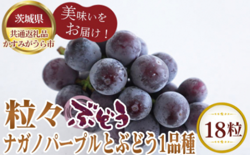 No.297 【先行予約】粒々ぶどう18粒　ナガノパープルとぶどう1品種【茨城県共通返礼品 かすみがうら市】 ／ 旬 新鮮 葡萄 ブドウ 果物 フルーツ 茨城県 特産品