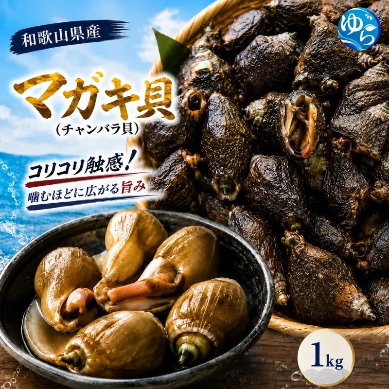 【素潜り漁師直送】マガキ貝 (チャンバラ貝) 1kg 獲りたてをお届けします！※離島配送不可【skmn210-mgk-1】