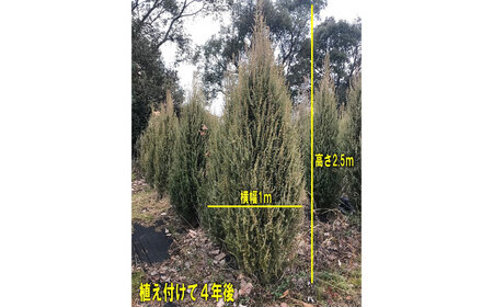 ジュニパーベリー特大苗(西洋ネズ)オス木・メス木セット Juniperus communis 樹高150cm前後 口径21cmスリット鉢植え【Herb＆Rose】[BHCQ002]