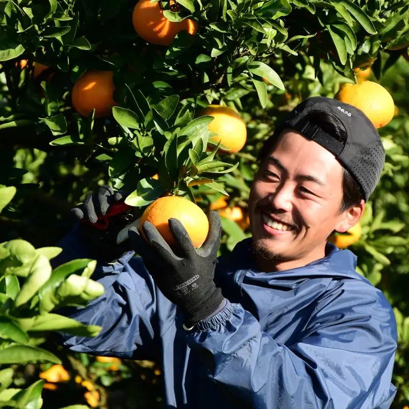 【2027年1月中旬頃から順次発送】【訳あり】 数量限定 伊予柑 5kg みかん 不揃い いよかん 家庭用 柑橘 愛媛 松山 北条 果物 フルーツ 産地直送 みかん 農家直送 【HMN008_A】