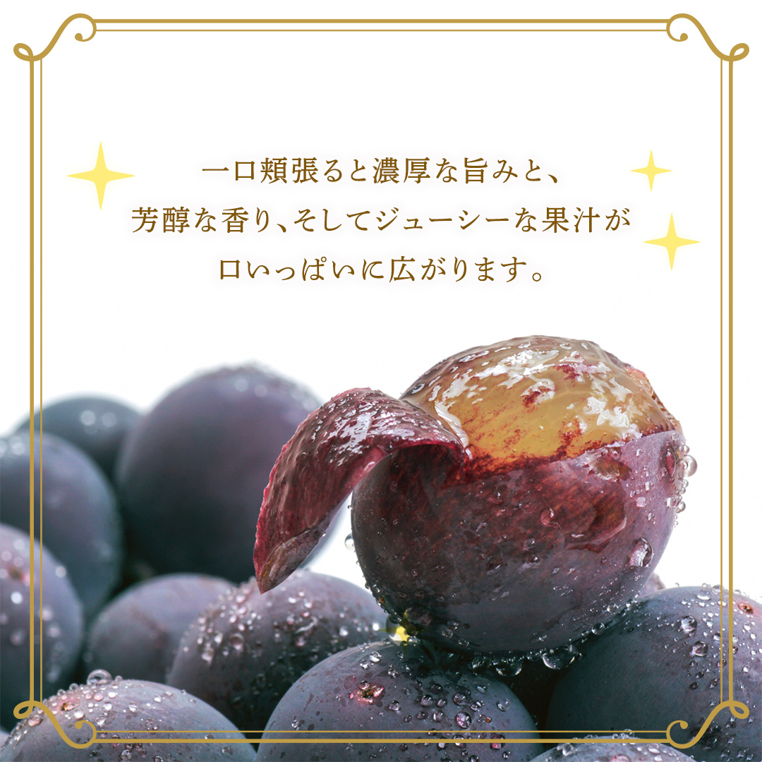 巨峰 約5kg(約8～12房)【2026年7月より発送開始】（茨城県共通返礼品 [ぶどう]：結城市産） ぶどう 果物 フルーツ デザート 茨城県 ギフト 高級 旬 [FC110-NT]_イメージ3