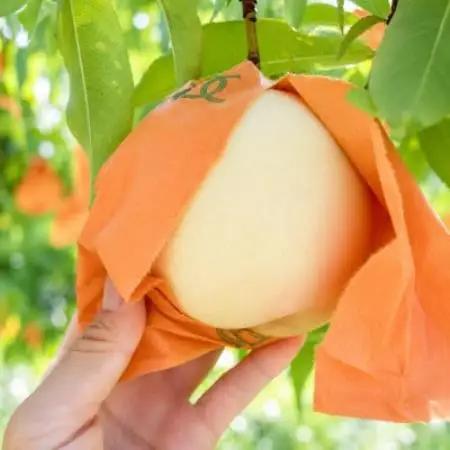 【先行予約】岡山の白桃・約2kg(5～9玉)7月下旬頃から9月上旬頃順次発送予定【配送不可地域：離島】【1742410】