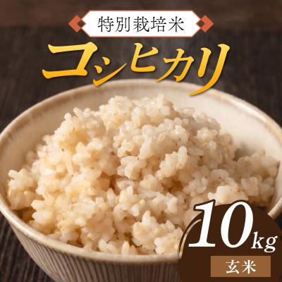 ふるさと納税 南越前町 【先行予約】令和8年産 特別栽培米 コシヒカリ 玄米10kg