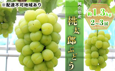 ぶどう 2026年 先行予約 桃太郎 約1.3kg 2～3房 ぶどう