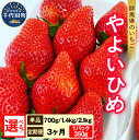 【ふるさと納税】【 先行予約 】 いちご 「 やよいひめ 」約350g《 選べる 2パック 4パック 6パック /1月 2月 3月 4月 5月 定期便 3ヶ月 》 群馬県 千代田町 完熟収穫 新鮮 甘い 贅沢 ご褒美 イチゴ ストロベリー 贈答 贈り物 ギフト プレゼント 果物 春 旬