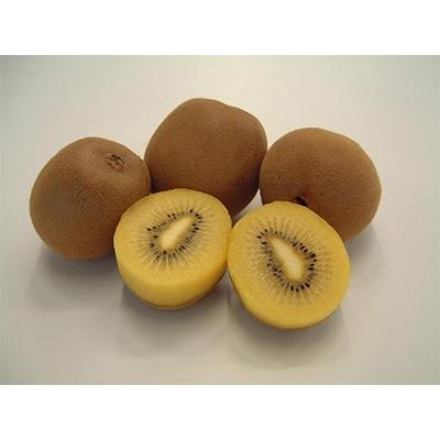 ふるさと納税 さぬき市 さぬきゴールドキウイ　大玉約3.2kg