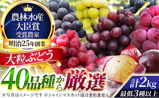 大粒品種詰め合わせ(シャインマスカット含まず)2.0サイズ