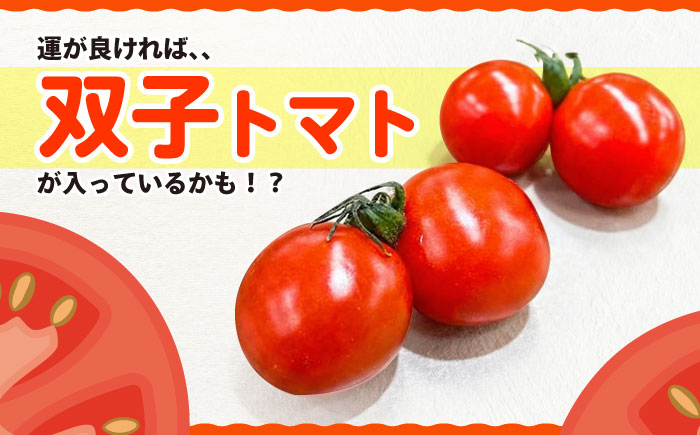 訳あり ミニ トマト 約3kg ＜白石農園＞ [CBI003] 西海市産 トマト とまと 野菜 新鮮 旬 トマト 