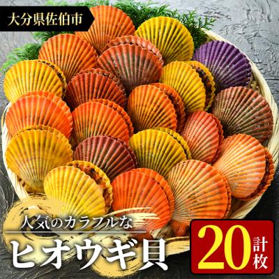 ふるさと納税 佐伯市 ヒオウギ貝 (20枚)