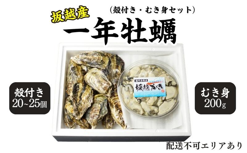  牡蠣 坂越かき 生食用 殻付き ＋ むき身 セット 殻付き20個～25個 むき身200g 牡蠣ナイフ付き 冬牡蠣 かき カキ