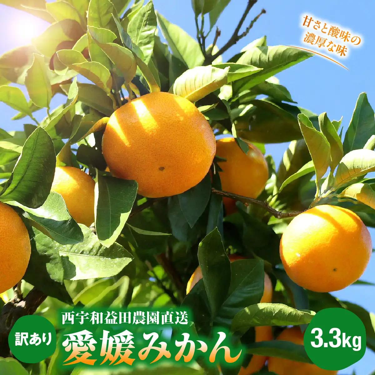 【先行受付】西宇和益田農園直送 愛媛みかん 3.3kg《訳あり》甘さと酸味の濃厚な味【103-1】　YWTBZ001