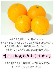 清見オレンジ 約7.5kg（大小混合）《ご家庭用》ちょっと訳あり【北海道・沖縄県・一部離島 配送不可】