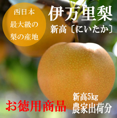 
            伊万里梨 新高 5kg 数量限定 （10月14日まで受付） 113-B709
          