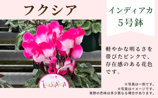 【カラー：フクシア】11月中旬から順次発送★農林水産大臣賞受賞 愛知県産 シクラメン ５号鉢 インディアカ 農林水産大臣賞受賞歴あり 花 マゼンタ パープル レッド フクシア プレゼント 贈り物 鉢花 鉢 ガーデン ガーデニング 愛知県産 クリスマス -272