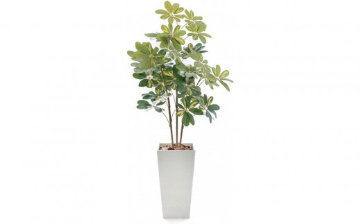 人工観葉植物 カポック斑入り 140cm 樹脂鉢Lサイズ白 SC触媒加工済