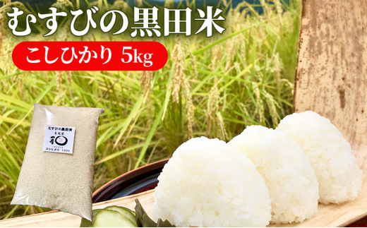 《新米 先行予約》むすびの黒田米 こしひかり 5キロ [ 米 お米 5kg コシヒカリ お弁当 おむすび 冷めても美味しい ]※2026年9月1日～順次発送[№5356-0075]