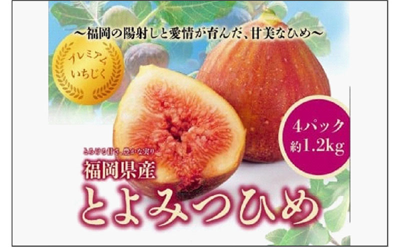 ＜2026年8月以降発送＞とよみつひめ　4パック約1200gセット（福岡市）　イチジク いちじく 無花果
