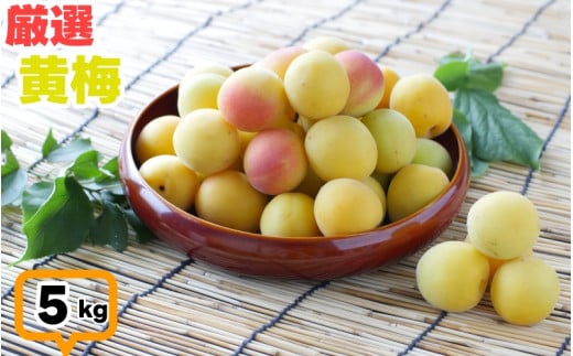 黄梅 厳選 南高梅 5kg+250g（傷み補償分） / 梅 梅ジュース 梅酒 梅干し 高級 和歌山 ※2025年6月下旬～2025年7月下旬に順次発送 ※北海道・沖縄・離島への配送不可 【ikd510-pc-5】