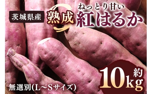 さつまいも 熟成紅はるか 約10kg 無選別 (L～Sサイズ) 茨城県産 ねっとり 甘い 焼き芋 大学芋 天ぷら 熟成 自然の甘み スイーツ 野菜 サツマイモ 茨城県 潮来市 (A52-001)