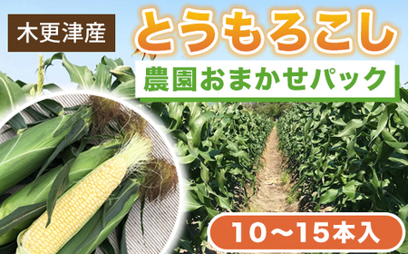 【先行予約】木更津産とうもろこし　農園おまかせパック約5キロ（１０～１5本入） KCN001