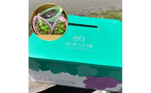 ぶどう シャインマスカット 農園おすすめ品種 食べ比べ 2～3房 約1.2kg～約1.5kg | 朝採れ シャインマスカット たっぷり 贈答用 新鮮 特大 完熟 旬 高級 産地直送 果汁 甘い あまい 人気 高評価 減農薬 有機肥料 生産 生産量 産地 王国 高糖度 エコファーマー ごほうび プレゼント れいわイチゴ園 れいわブドウ園 れいわぶどう園 群馬県 前橋市