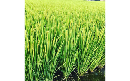 M319　グルテンフリープレミア米粉食パン結パン