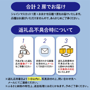 【2026年8月以降発送 先行予約】シャインマスカット 1房 おまかせ品種 1房 約1kg