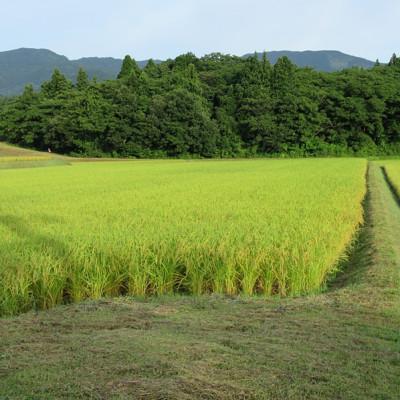 ふるさと納税 上越市 標高200mで育てた棚田米|令和7年・新潟県上越産・にじのきらめき精米10kg |  | 03