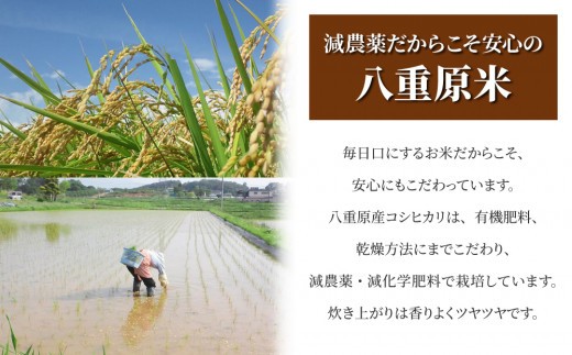 【令和8年産 新米】八重原産コシヒカリ白米「謙太郎米」5kg ｜特別栽培米（減農薬・減化学肥料栽培）【太陽と大地】