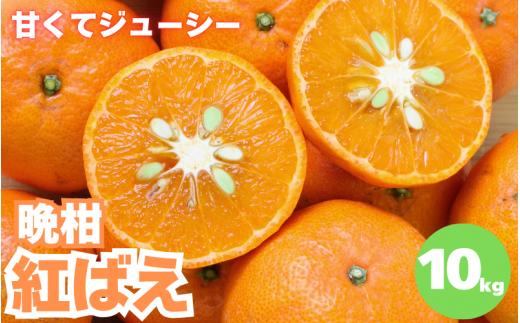 【先行予約】晩柑 紅ばえ　10kg【1月上旬以降順次発送予定】 / 和歌山県 田辺市 みかん 晩生 柑橘【mrn012-1】