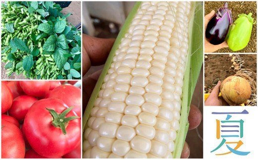 夏の野菜は玉ねぎ、枝豆、ナス、トマト、キュウリ、オクラ、ピーマン、しょうが、ツルムラサキ、とうもろこし etc