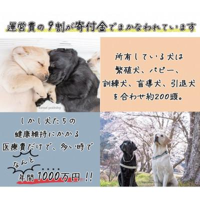 ふるさと納税 亀岡市 盲導犬訓練 支援寄付[盲導犬協会オリジナルグッズ]ぬいぐるみなど4点 |  | 01