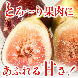 完熟いちじく 約1.7kg(7月下旬発送) いちじく 京都府産