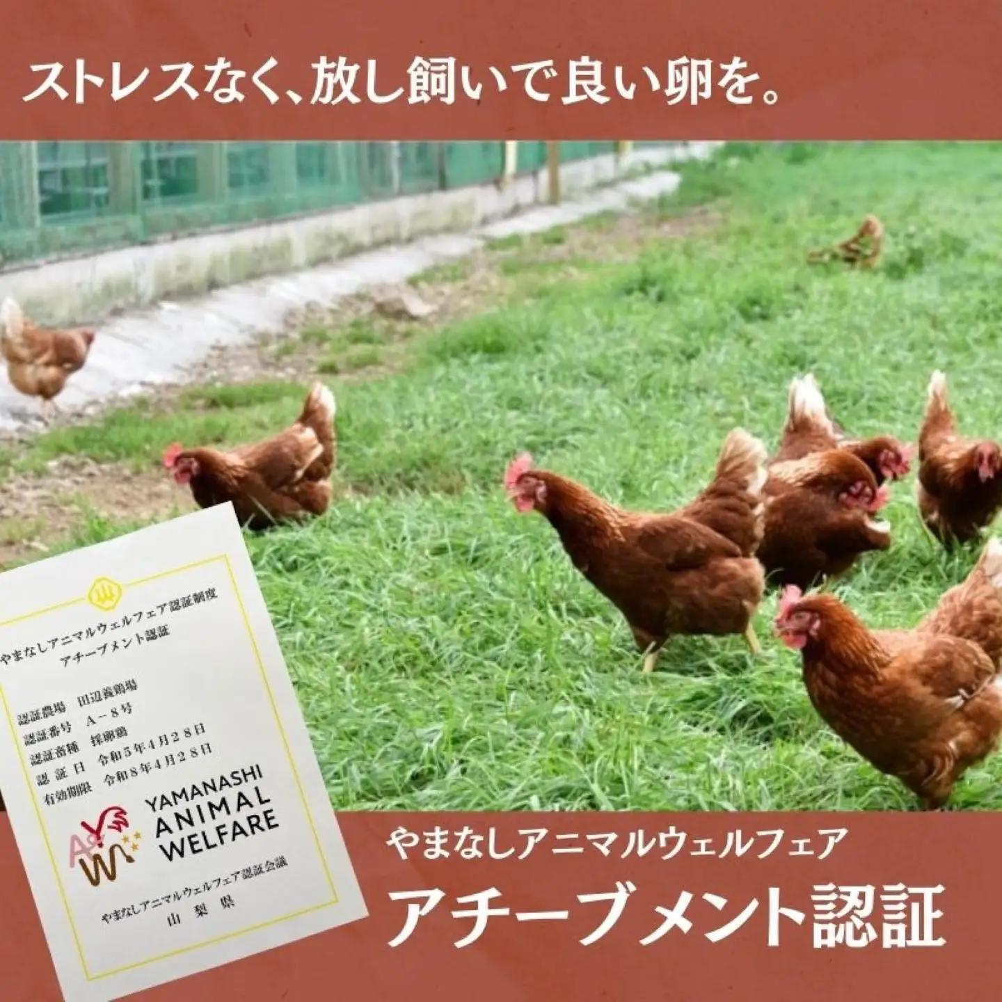 【定期便】忍野の平飼い放牧卵　12か月連続定期便（毎月30個×12か月　合計360個）|たまご 卵かけご飯 たまご タマゴ 健康 玉子
