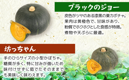 かぼちゃ 詰め合わせ 約3~5玉 ｶﾎﾞﾁｬ ｶﾎﾞﾁｬ ｶﾎﾞﾁｬ ｶﾎﾞﾁｬ ｶﾎﾞﾁｬ ｶﾎﾞﾁｬ