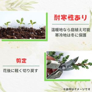 グレビレア　フォレストランブラー ／ グレビレア フォレストランブラー 植物 観葉植物 鉢植え