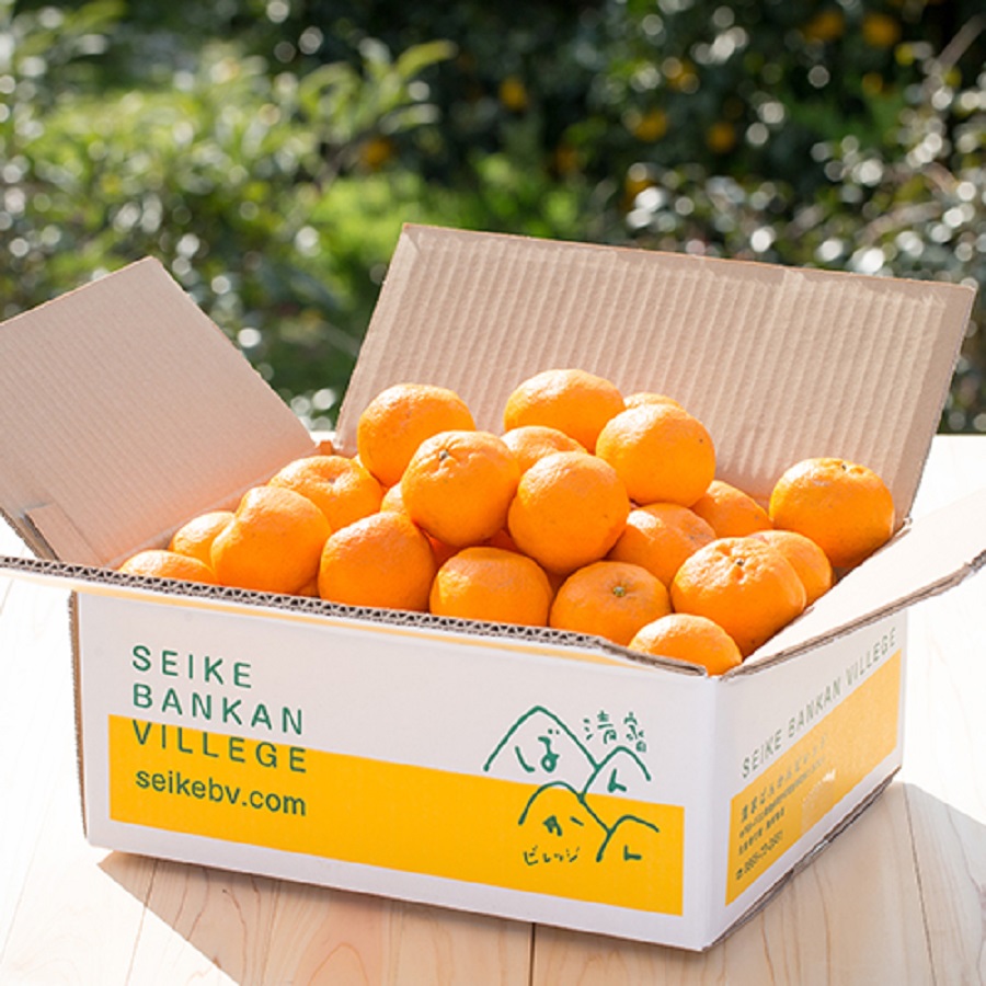 ＜清家ばんかんビレッジ＞「ポンカン」特選 （M～Lサイズ）3kg