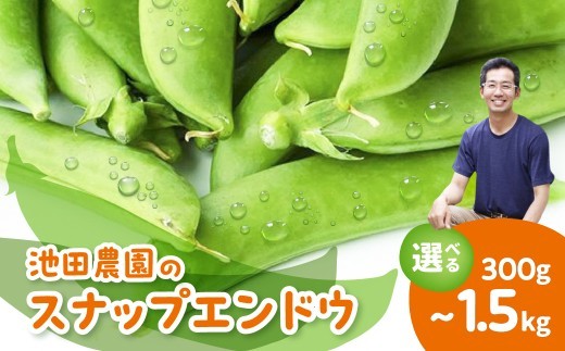 
                  先行予約＼シャキシャキ・プリプリ／採れたてスナップエンドウ 300g～1.5kg 令和9年産 飛騨産 国産 スナップえんどう 旬 旬もの 先行予約 産地直送 野菜【2027年6月上旬～6月下旬発送】飛騨市 池田農園 6000円 10000円 15000円 6千円 1万円
                