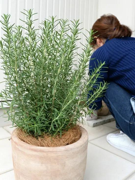 ローズマリー デザインの良い テラコッタ鉢 鉢植え 立性 苗 苗木 ローズマリ 素焼 陶器 ブラウン 茶 茶色 ベージュ 砂色