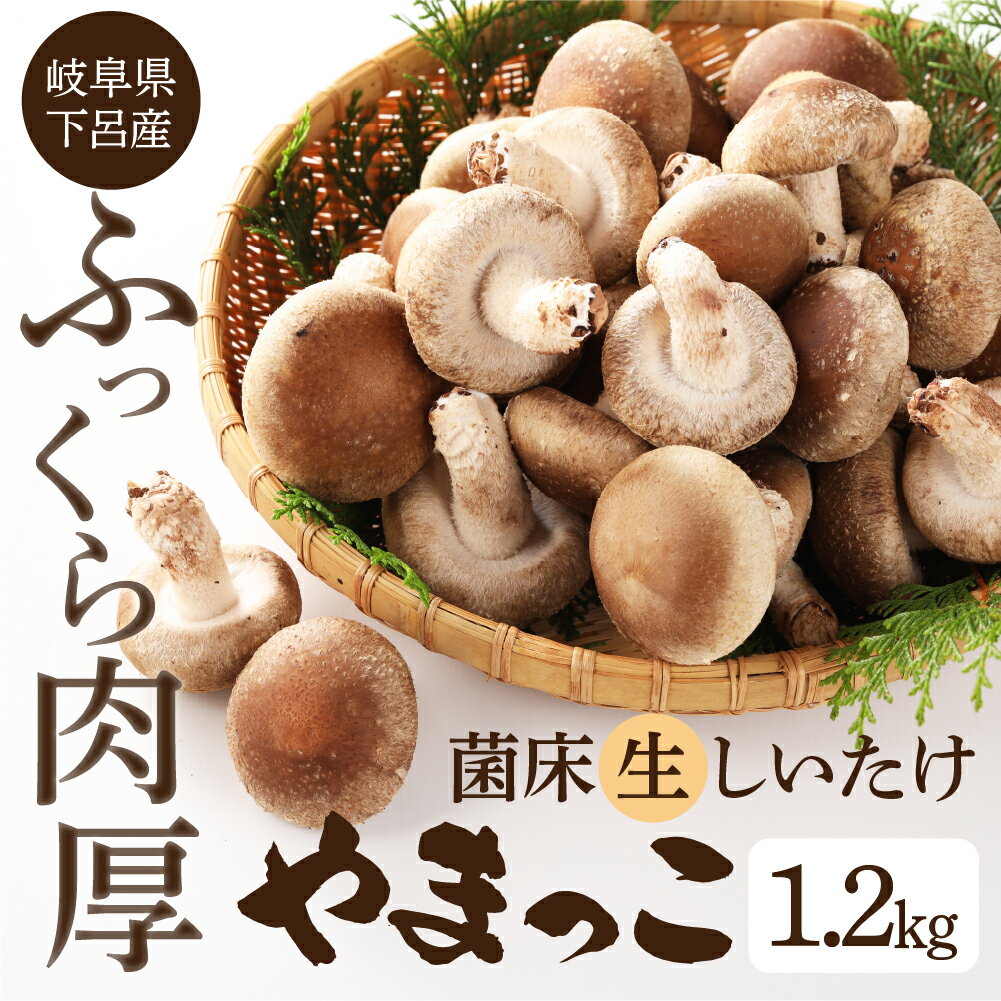 【ふるさと納税】【期間限定】（2025年11月から順次発送） 菌床 生椎茸 詰め合わせ 1.2kg 生しいたけ 国産 産地直送 生シイタケ シイタケ 椎茸 しいたけ 10000円 岐阜県 下呂市 BBQ 肉厚 ブランド きのこ キノコ 茸 煮物 大容量 肉厚